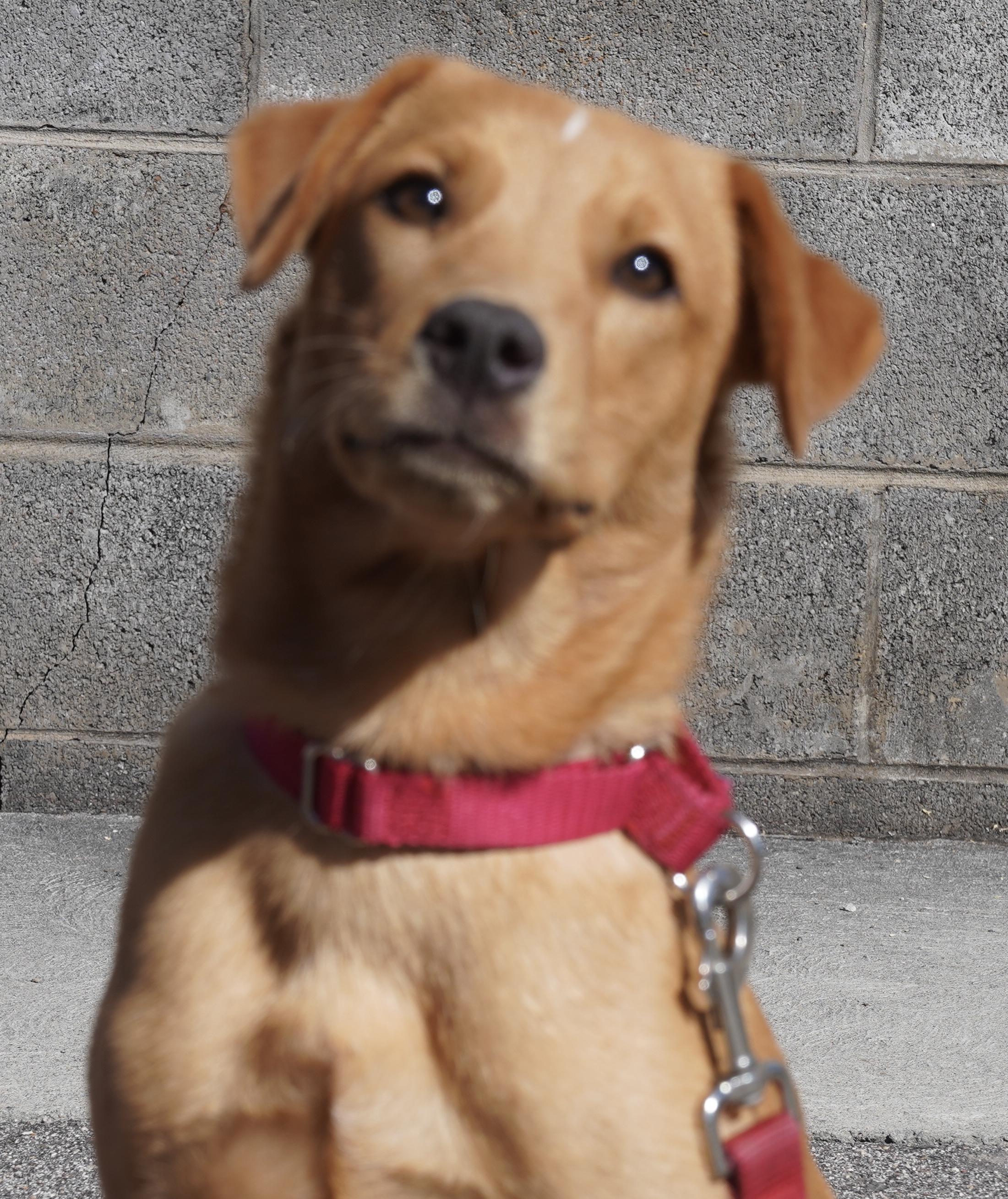 Dixie, an adopted mixed breed in Pottsville, PA image 1/4