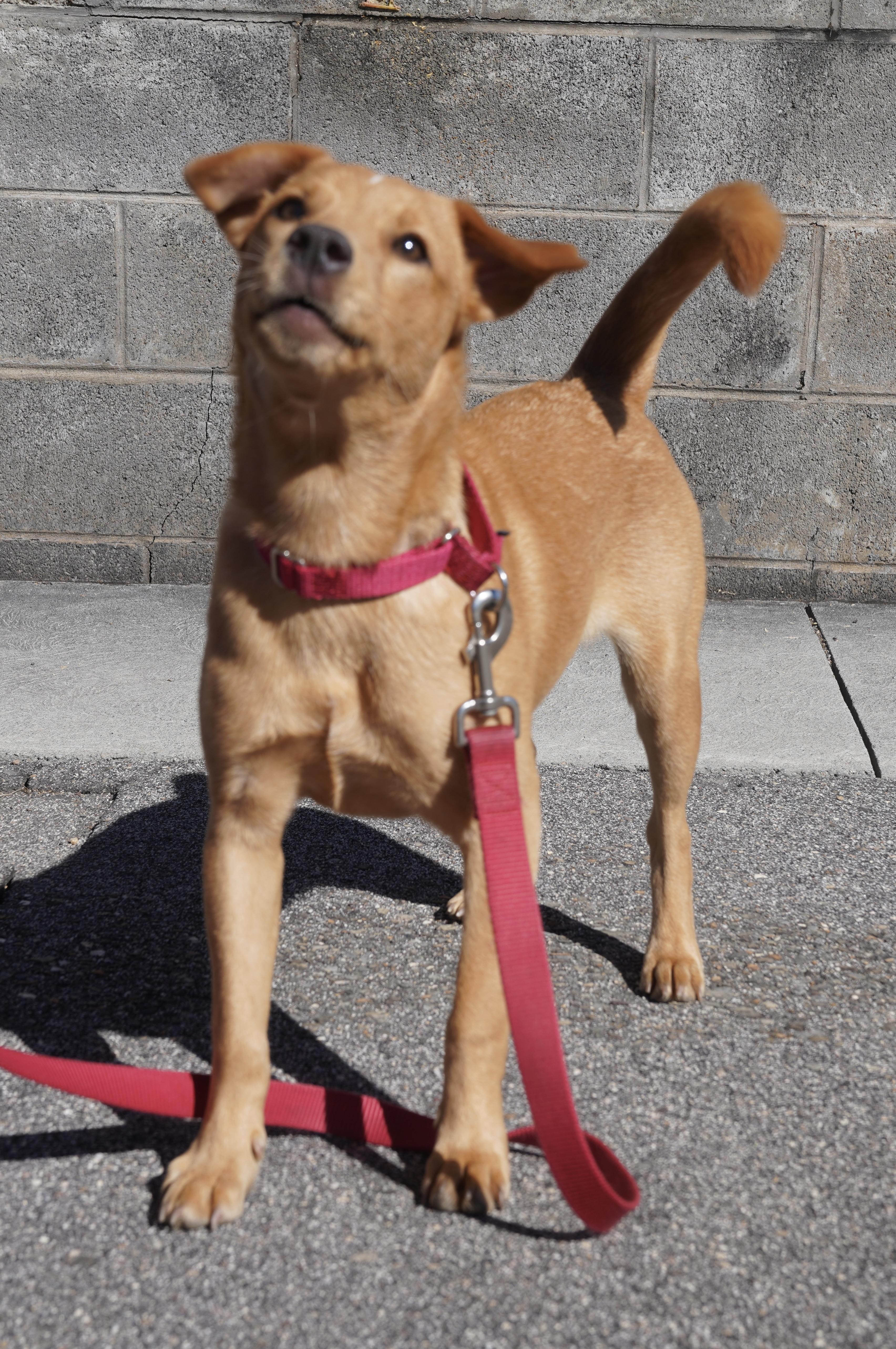 Dixie, an adopted mixed breed in Pottsville, PA image 2/4