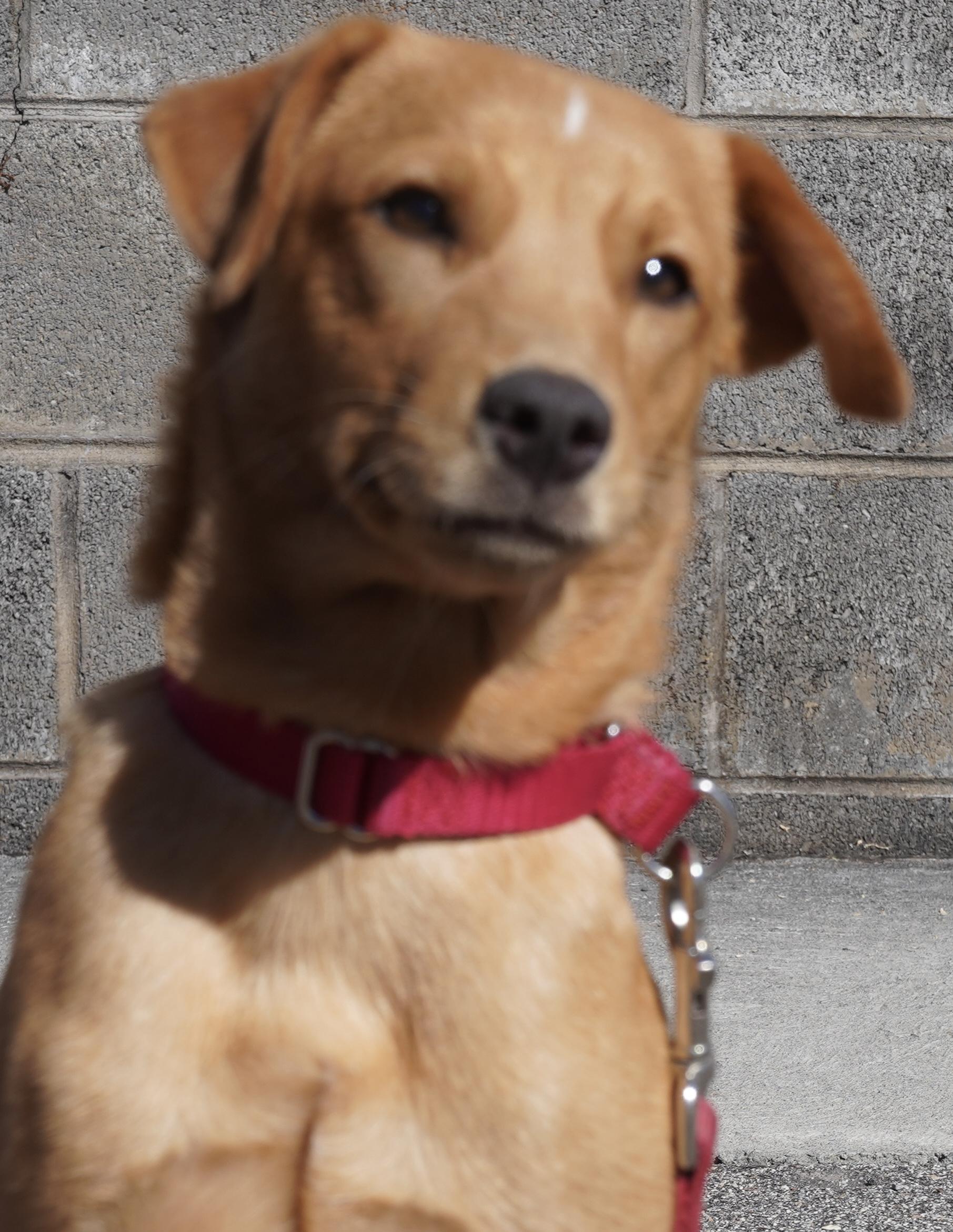 Dixie, an adopted mixed breed in Pottsville, PA image 3/4