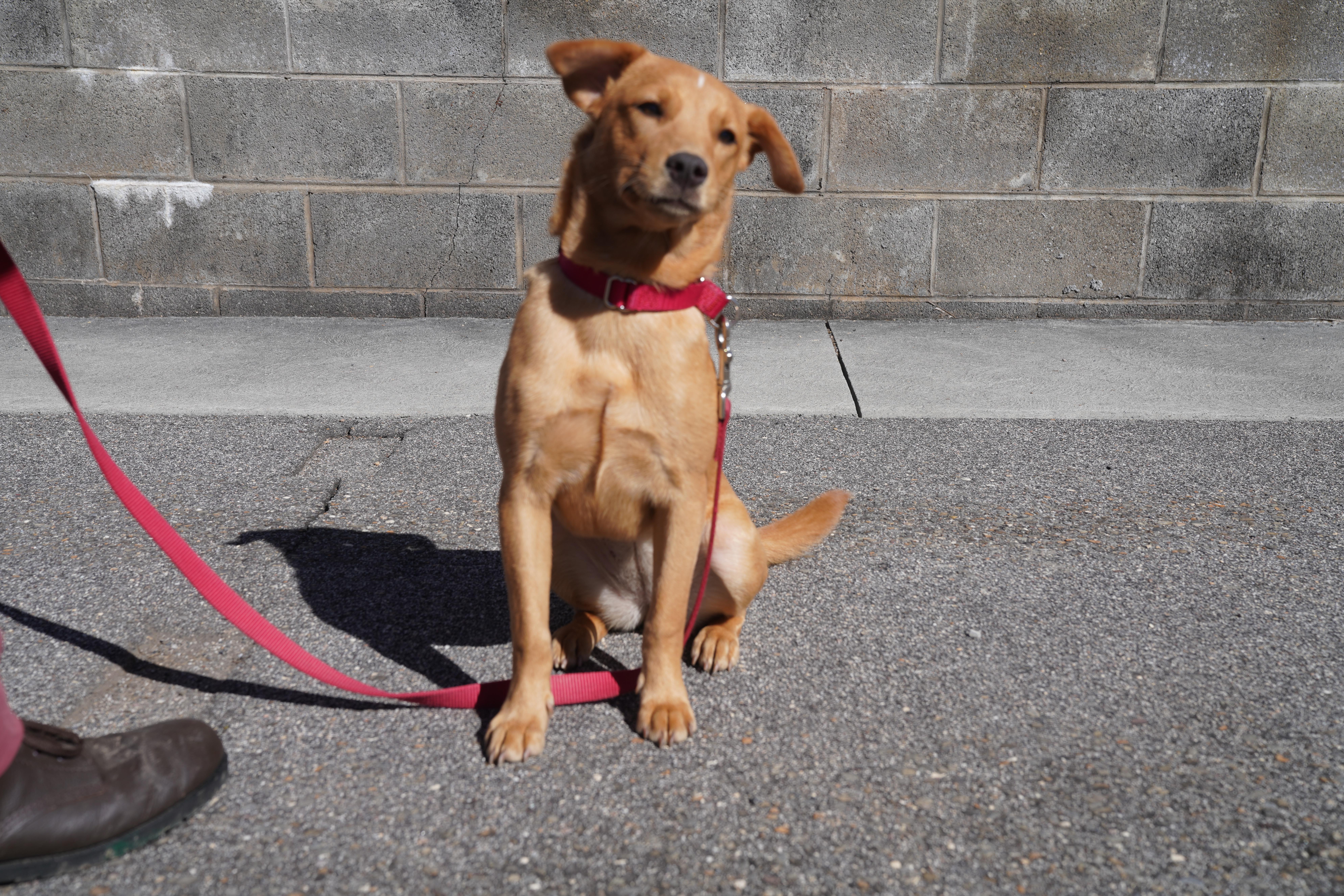 Dixie, an adopted mixed breed in Pottsville, PA image 4/4