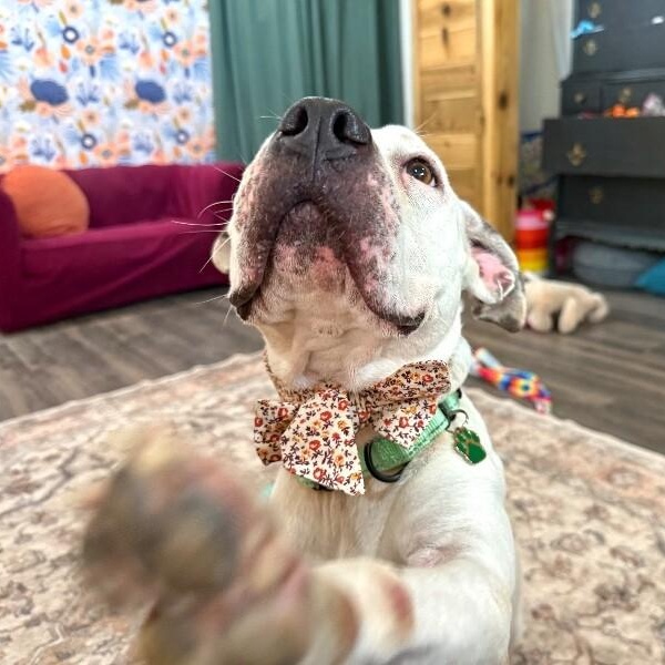 Cassie Spotted Sweetness