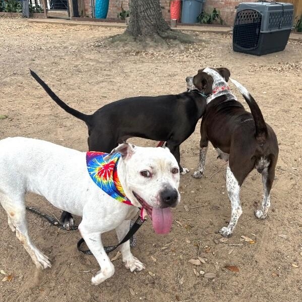 Cassie Spotted Sweetness — thumbnail 2