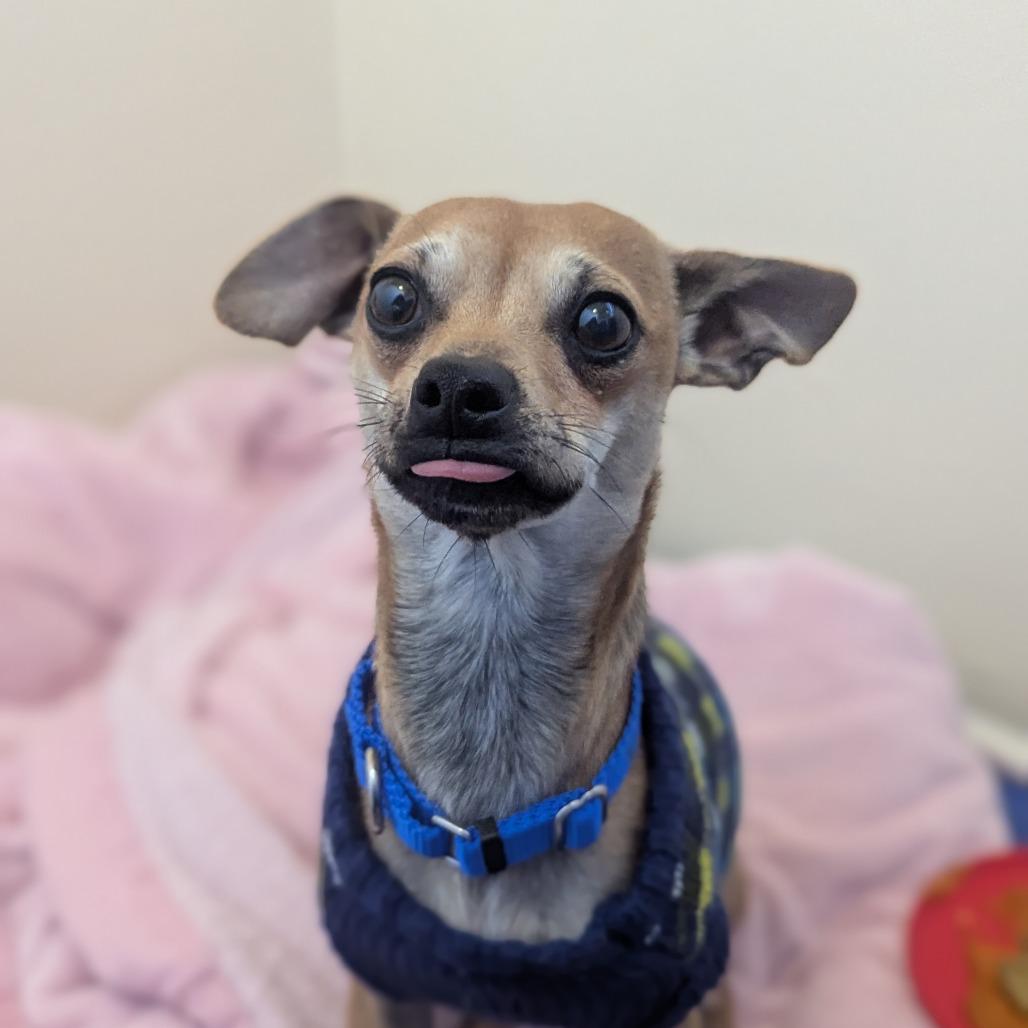 Guppy, Adoptable, Young Male Mixed Breed.