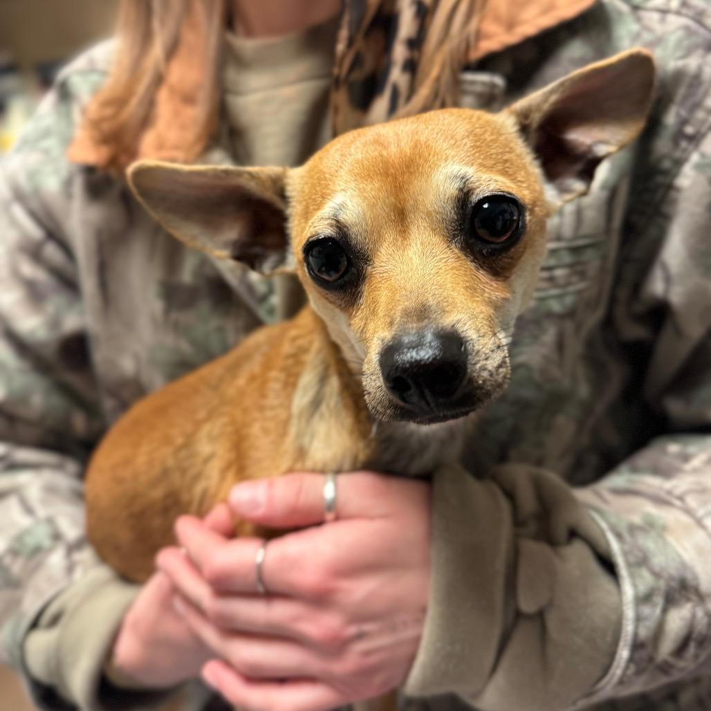 Guppy, a Adoptable Mixed Breed in Hendersonville, NC image 1/6