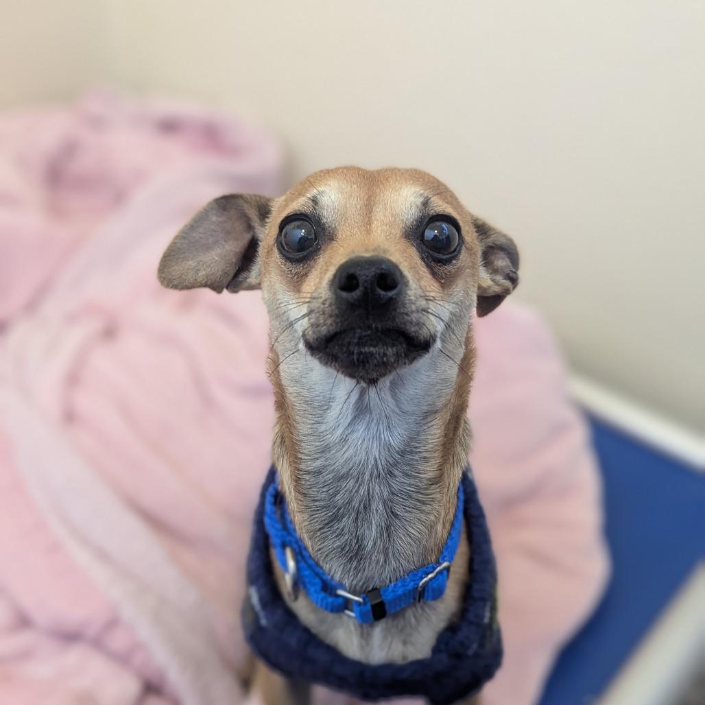 Guppy, a Adoptable Mixed Breed in Hendersonville, NC image 2/6