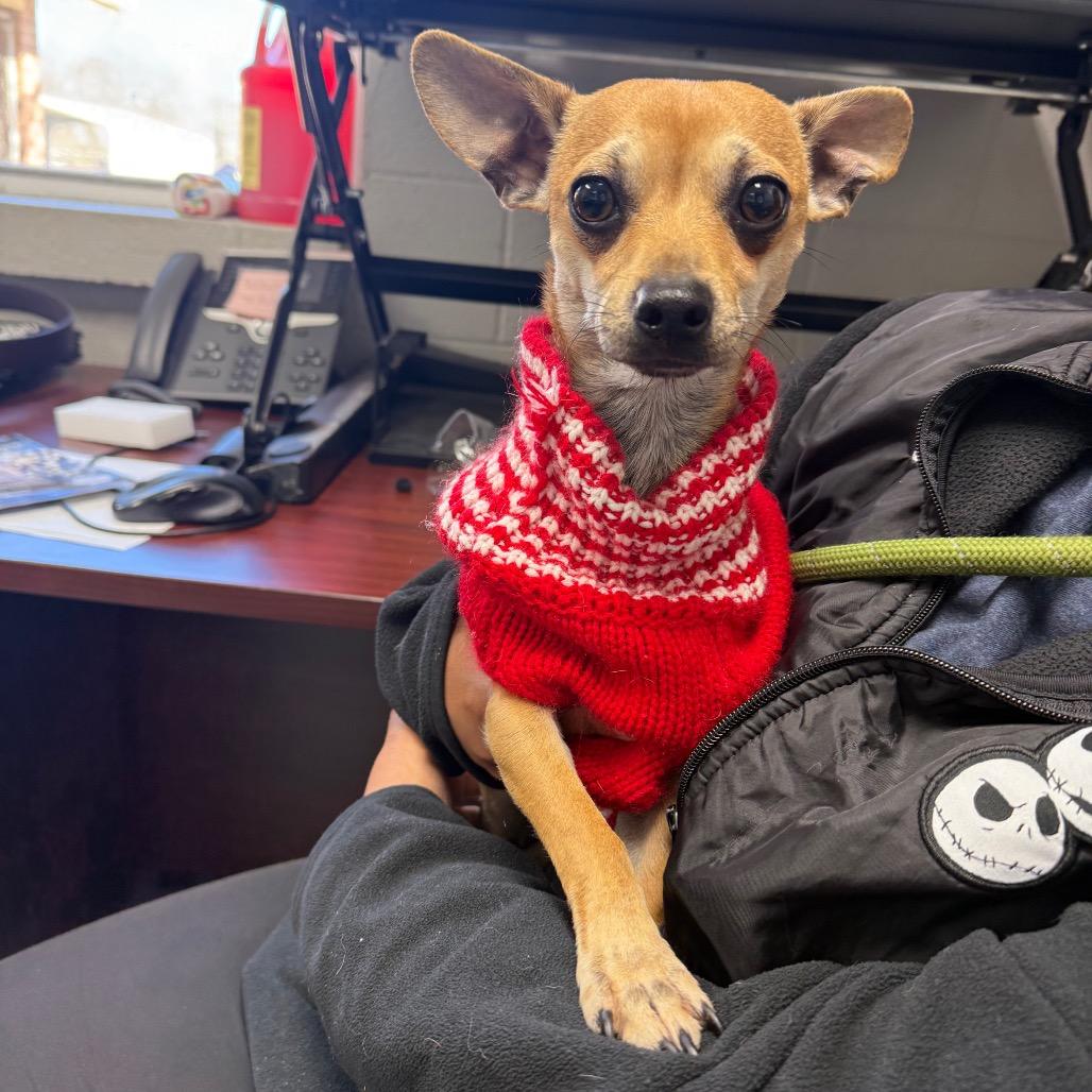 Guppy, a Adoptable Mixed Breed in Hendersonville, NC image 3/6