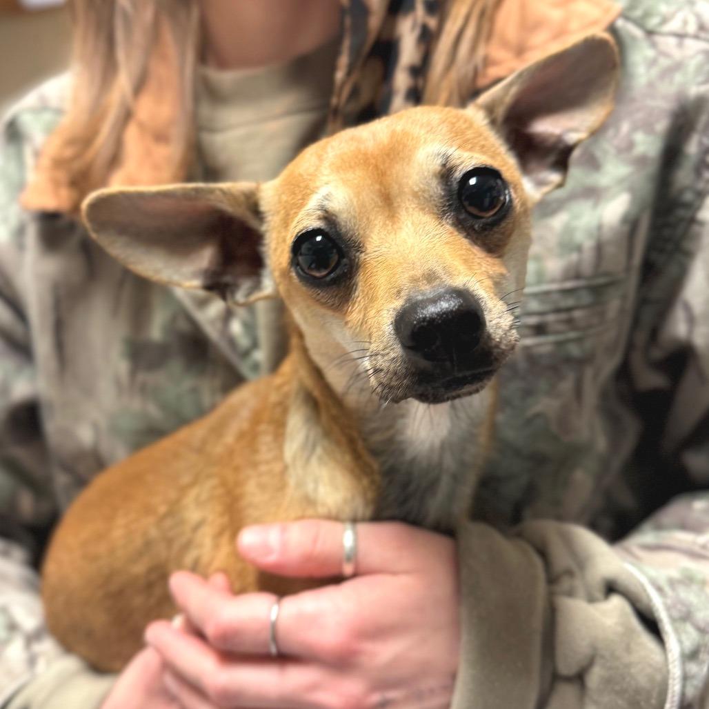 Guppy, a Adoptable Mixed Breed in Hendersonville, NC image 4/6