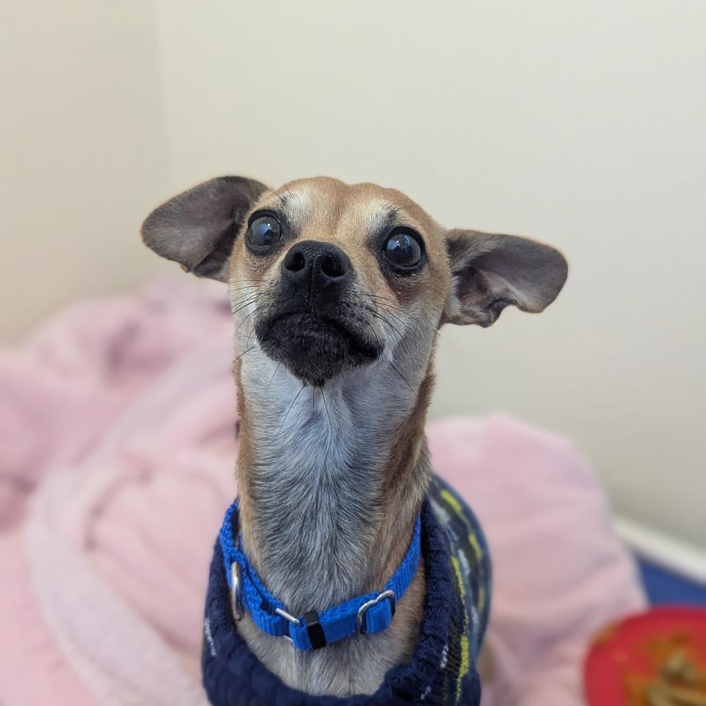 Guppy, a Adoptable Mixed Breed in Hendersonville, NC image 5/6