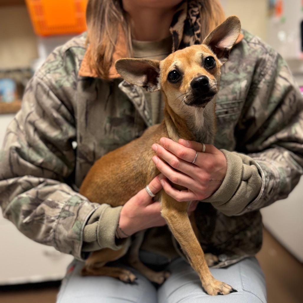 Guppy, a Adoptable Mixed Breed in Hendersonville, NC image 6/6