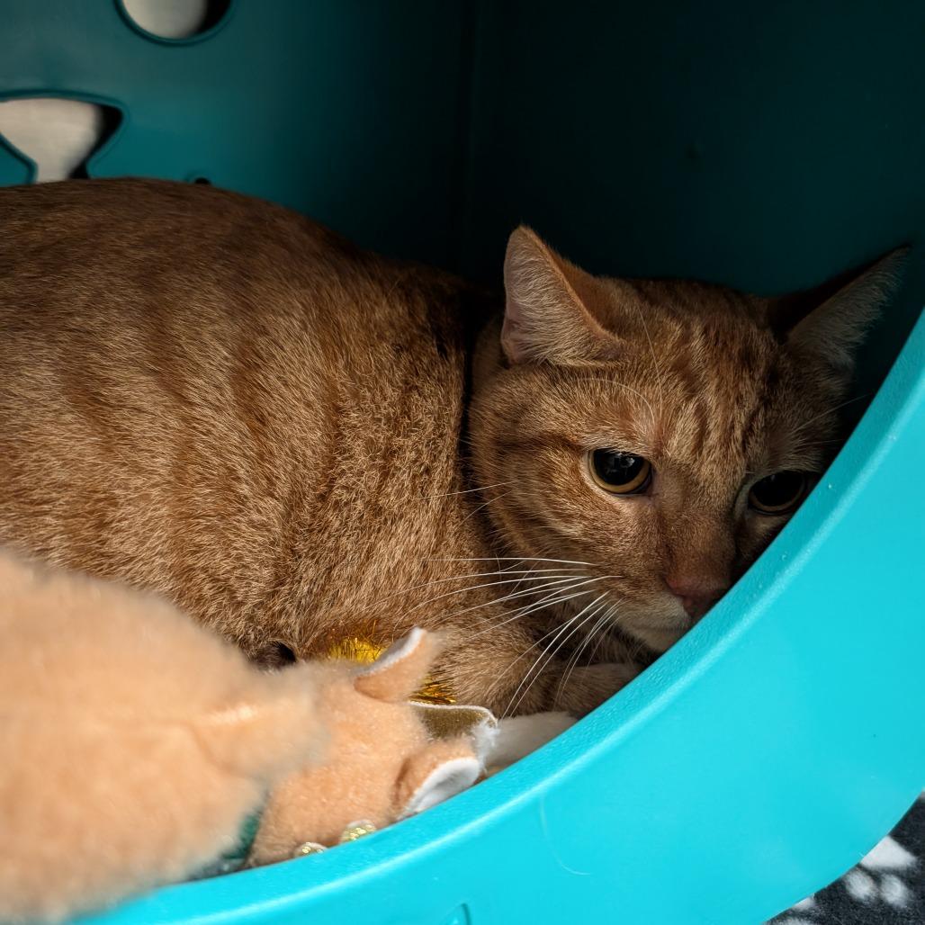 Dennis, Adoptable, Adult Male Domestic Short Hair.