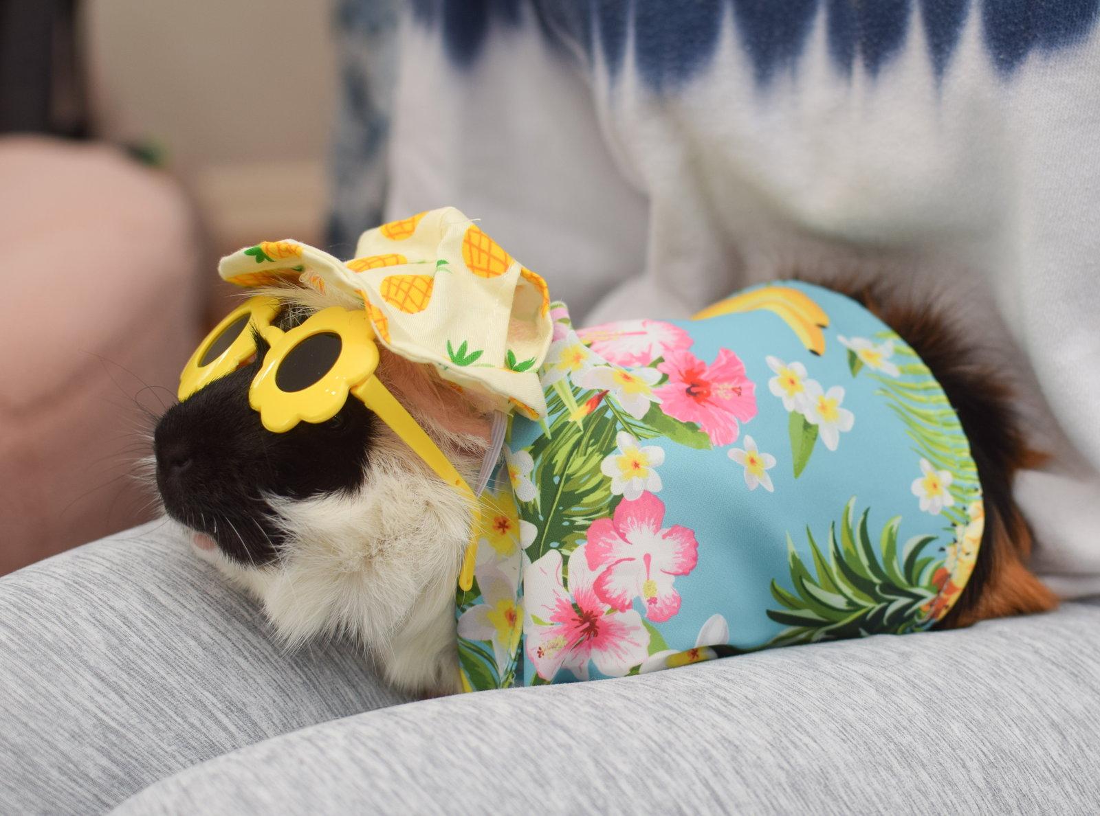 Harley, Adoptable, Young Male Guinea Pig.