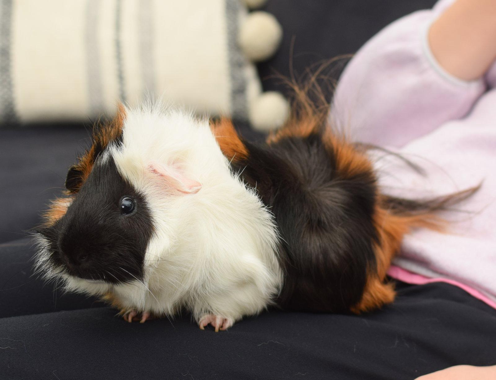 Enlarge Harley, a Adoptable Guinea Pig in Hockessin, DE image 2/3