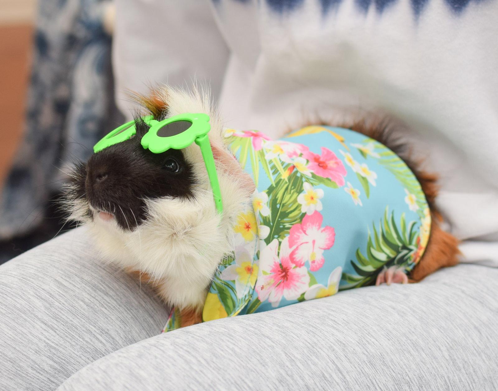 Enlarge Harley, a Adoptable Guinea Pig in Hockessin, DE image 3/3