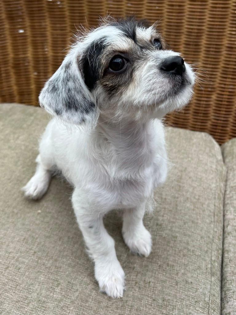 Mistletoe, Adoptable, Puppy Female Chihuahua & Havanese.