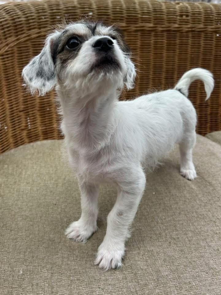 Enlarge Mistletoe, a Adoptable mixed breed in Bristol, WI image 2/4