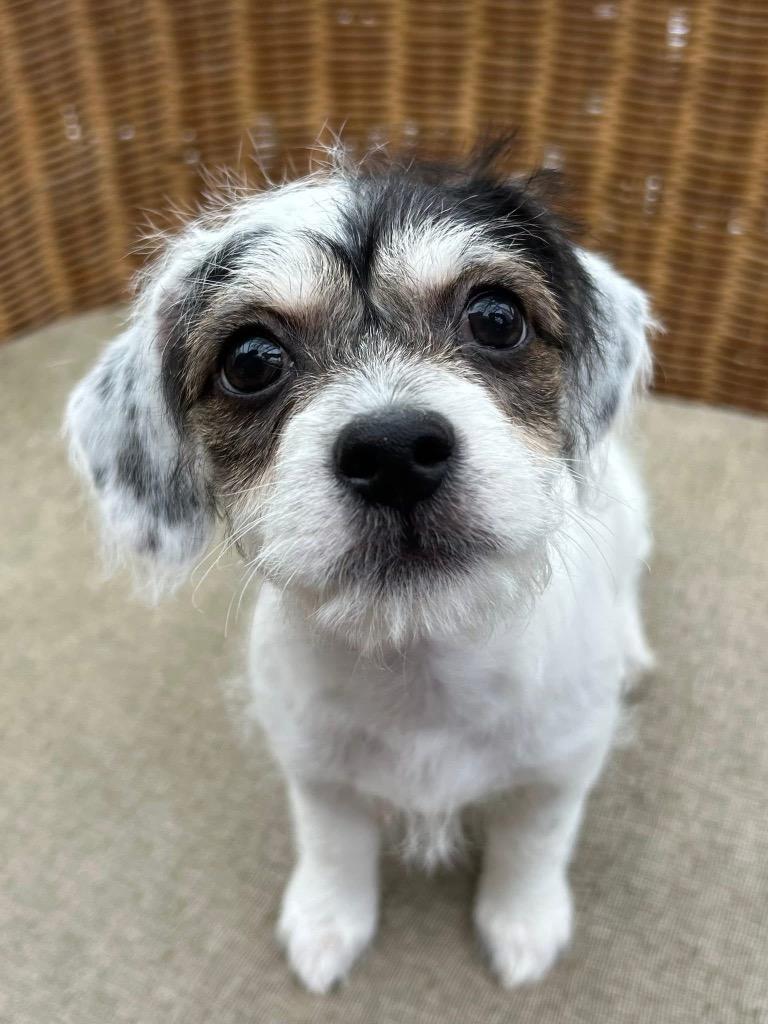 Enlarge Mistletoe, a Adoptable mixed breed in Bristol, WI image 3/4