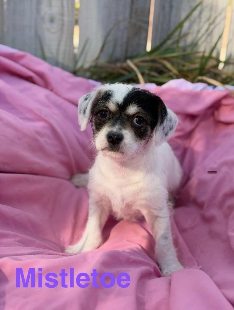 Enlarge Mistletoe, a Adoptable mixed breed in Bristol, WI image 4/4