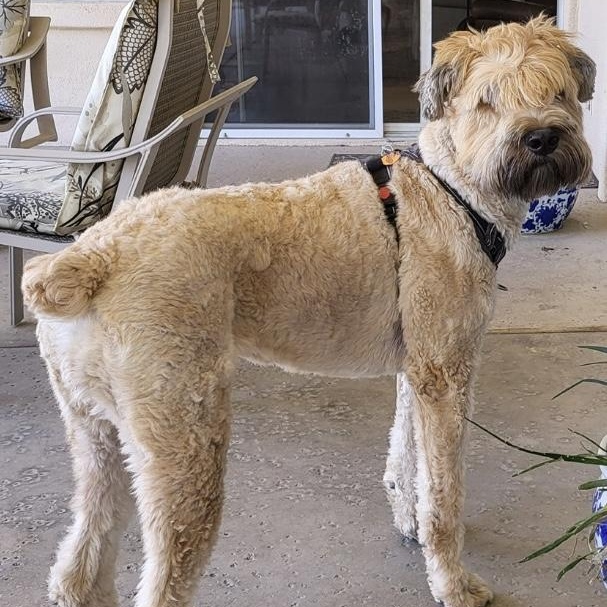 Enlarge Annie, a Adopted Bouvier des Flandres in Louisville, KY image 1/1