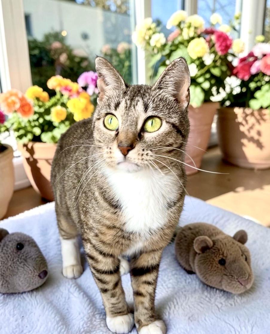 Juno, a Adoptable Tabby in Perry, IA image 2/5