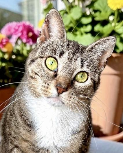 Juno, Adoptable, Young Female Tabby.