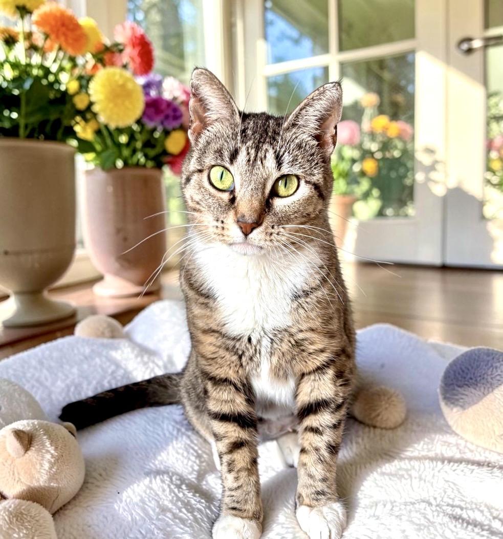 Juno, a Adoptable Tabby in Perry, IA image 3/5