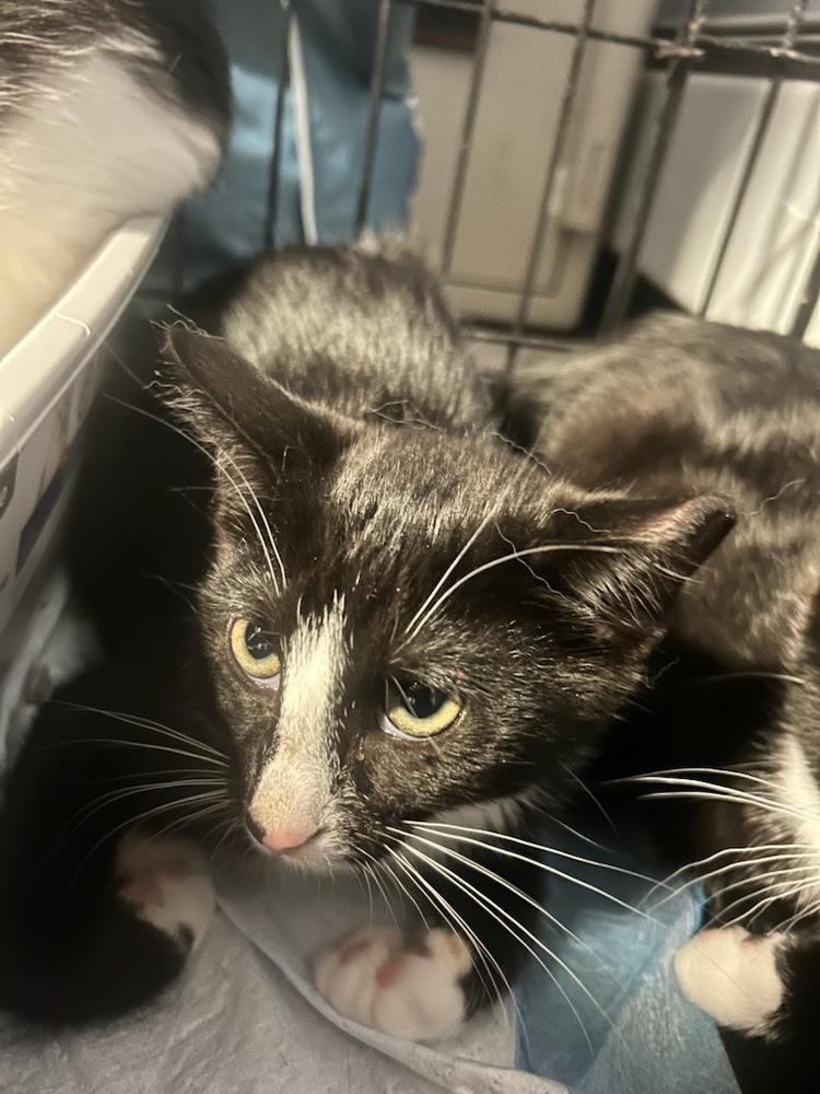 Shiloh Syosset, Adoptable, Young Female Domestic Short Hair.