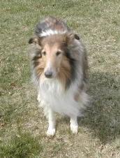 Cassie, Adopted, Senior Female Collie.