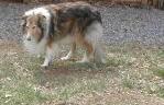 Enlarge Cassie, a Adopted Collie in Chantilly, VA image 2/3