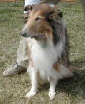 Enlarge Cassie, a Adopted Collie in Chantilly, VA image 3/3