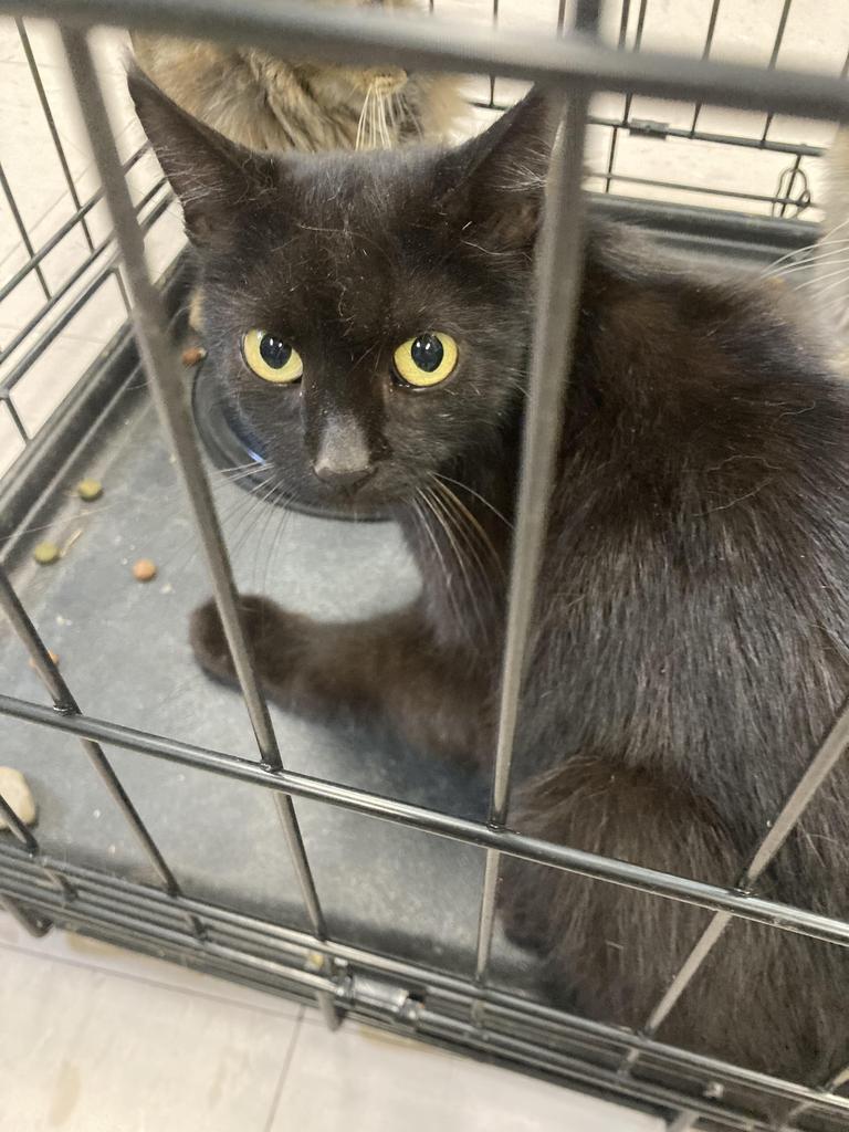 Etheline, Adoptable, Young Female Domestic Medium Hair.