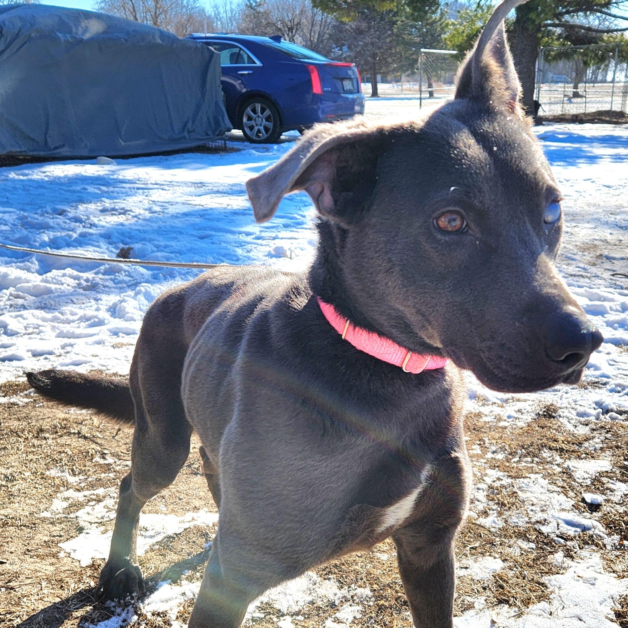 BABY GIRL, Adoptable, Adult Female Weimaraner & Terrier.