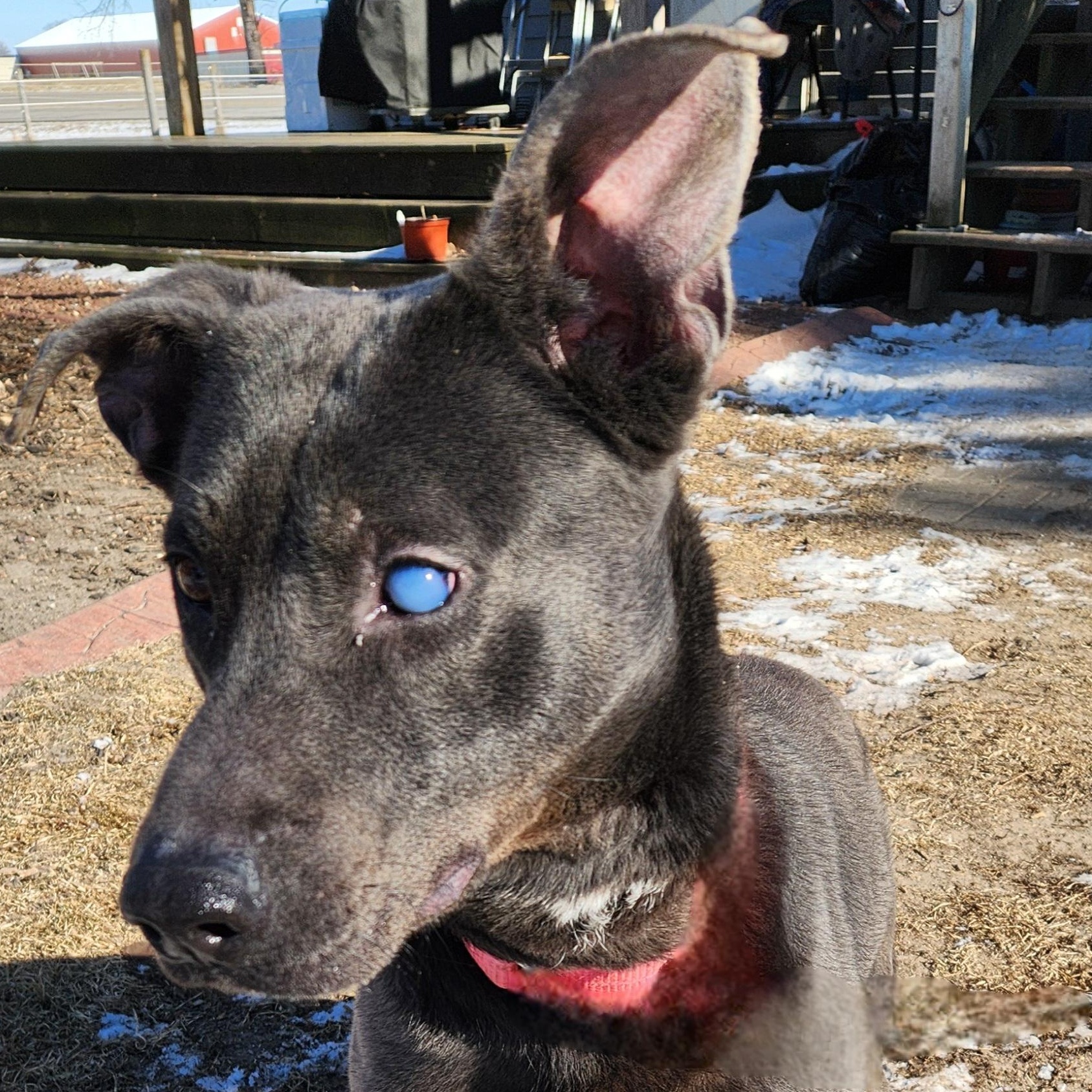 BABY GIRL, Adoptable, Adult Female Weimaraner & Terrier.