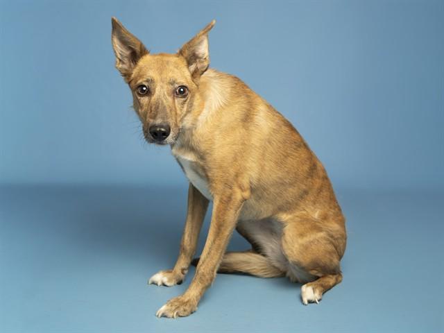 BRUSER, Adoptable, Young Female Catahoula Leopard Dog & Border Collie.