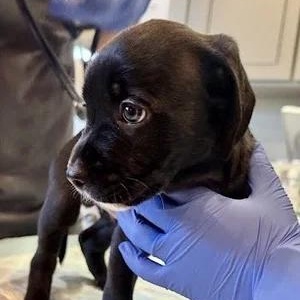 Mr Pickles, a Adoptable mixed breed in South San Francisco, CA image 2/5