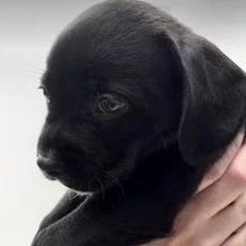 Mr Pickles, a Adoptable mixed breed in South San Francisco, CA image 4/5