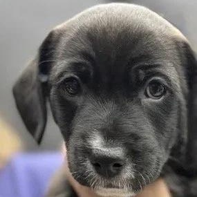 Mr Pickles, a Adoptable mixed breed in South San Francisco, CA image 1/5