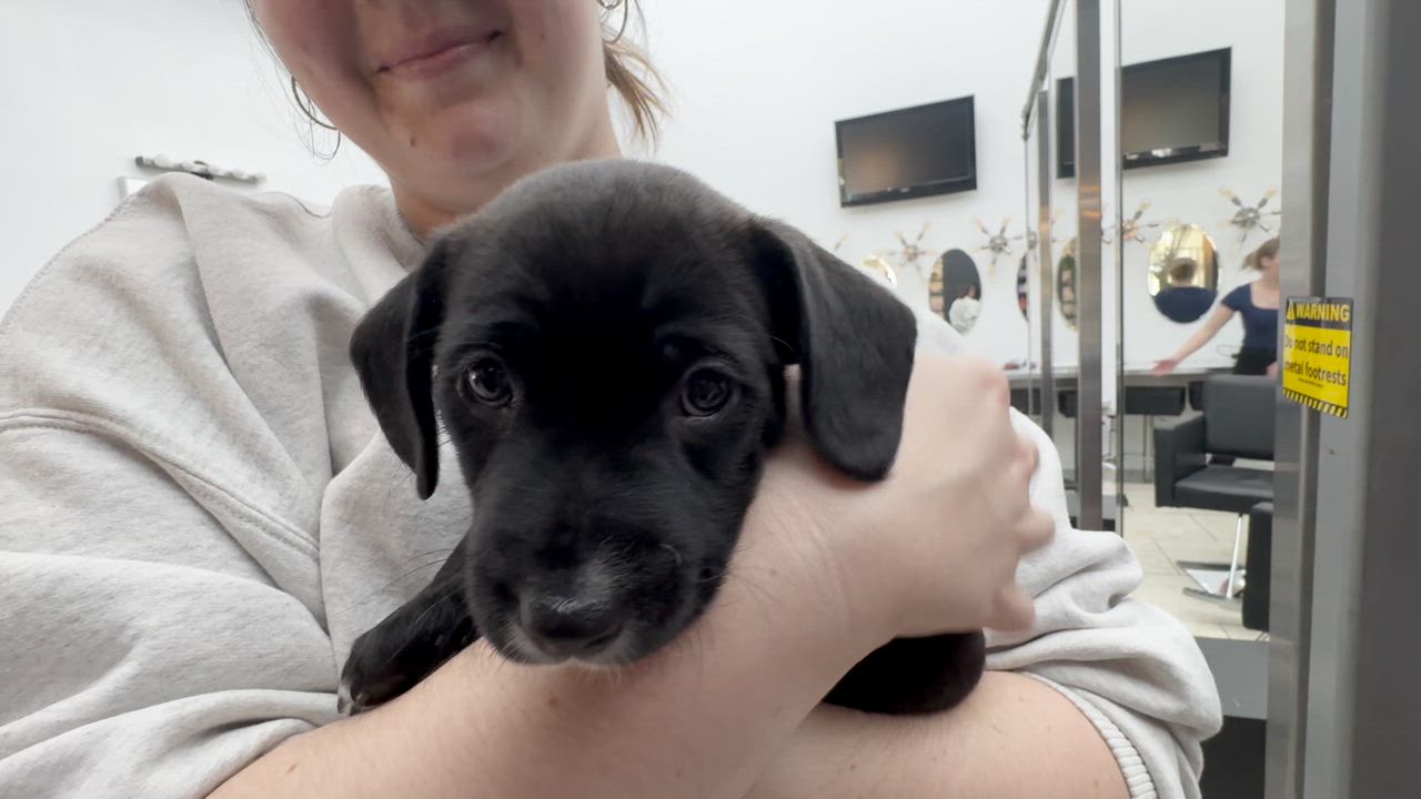 Enlarge Mr Pickles, a Adoptable mixed breed in South San Francisco, CA video 5/5