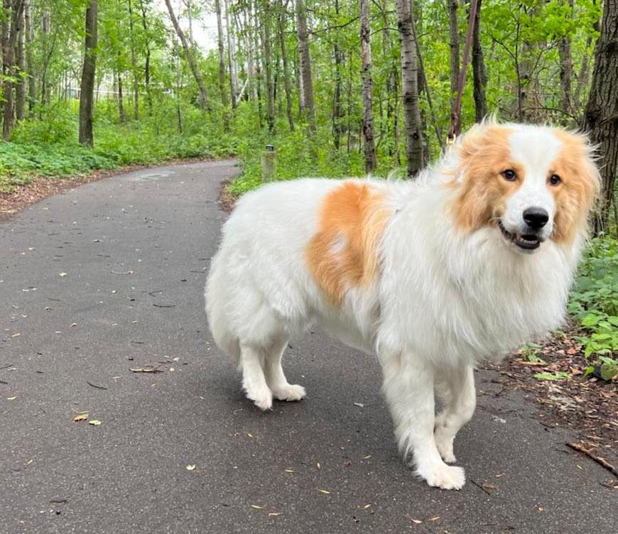 Enlarge Wilson, a Adoptable mixed breed in Savage, MN image 1/3