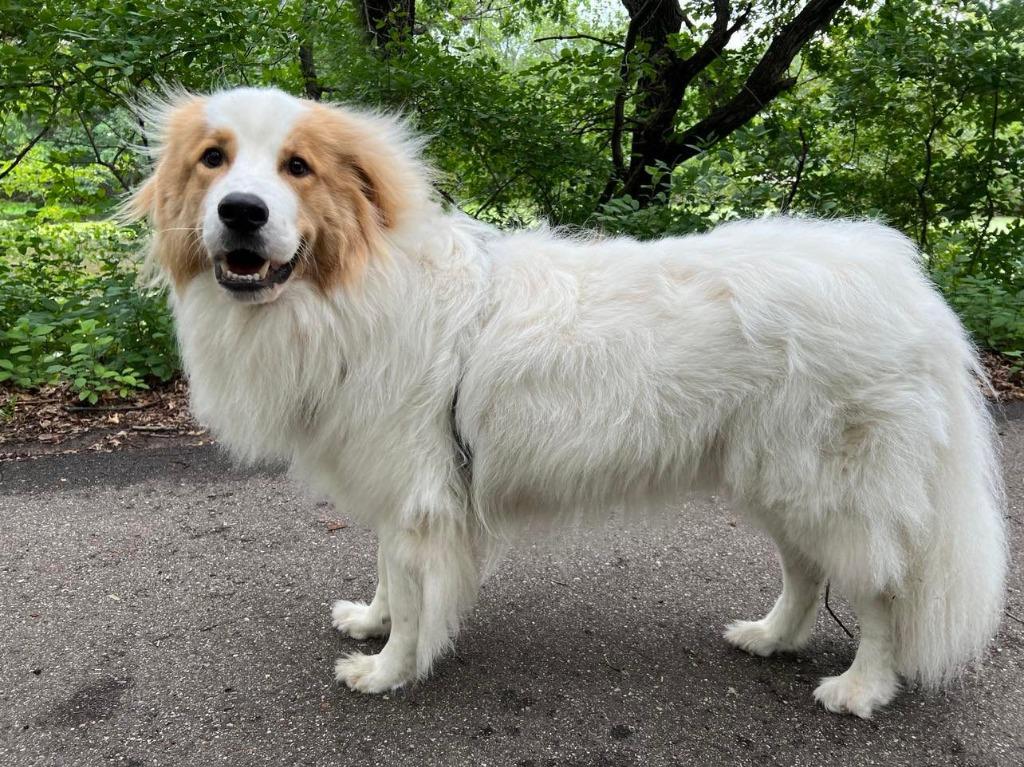 Wilson, Adoptable, Adult Male Great Pyrenees & Collie.