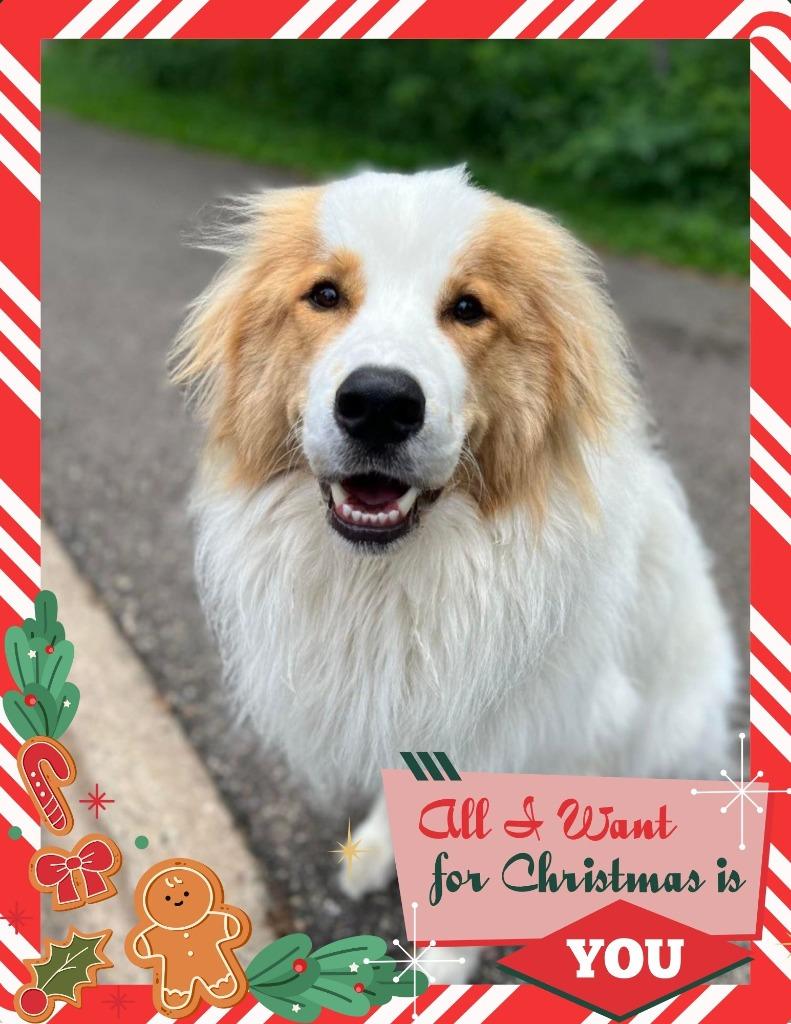 Wilson - I'll Be Home for Christmas Promo, Adoptable, Adult Male Great Pyrenees & Collie.