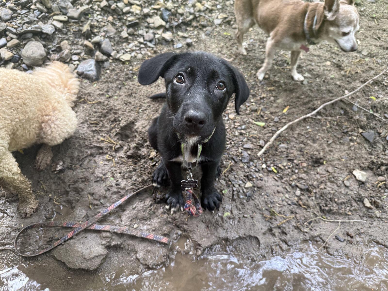 Ukko, Adoptable, Puppy Male Labrador Retriever.