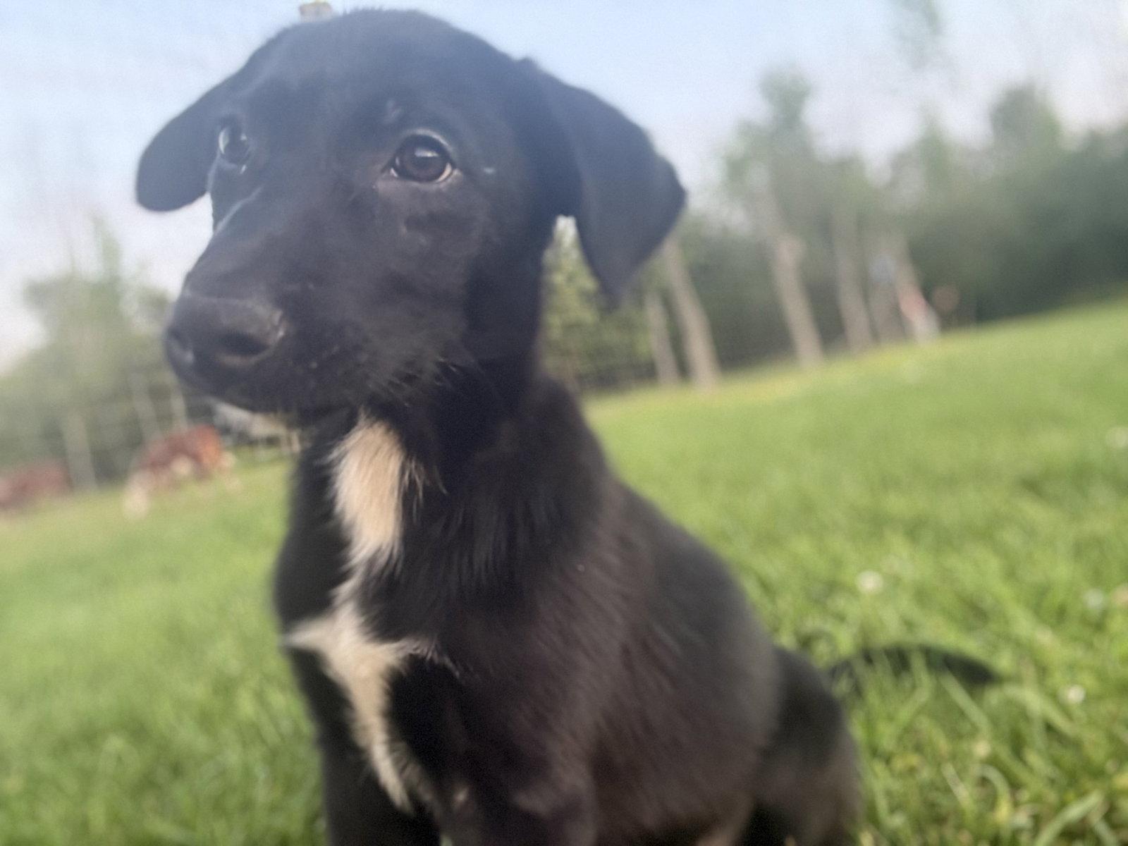 Enlarge Ukko, a Adoptable Labrador Retriever in Springville, NY image 2/3