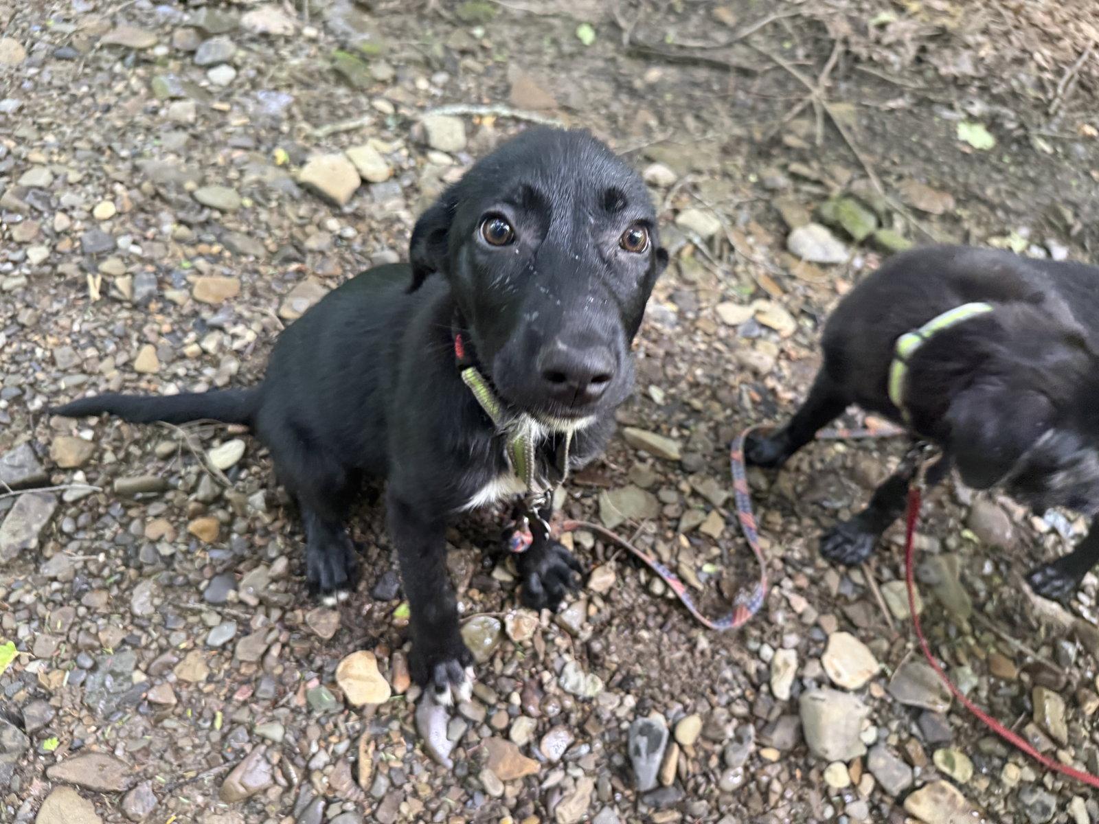 Enlarge Ukko, a Adoptable Labrador Retriever in Springville, NY image 3/3