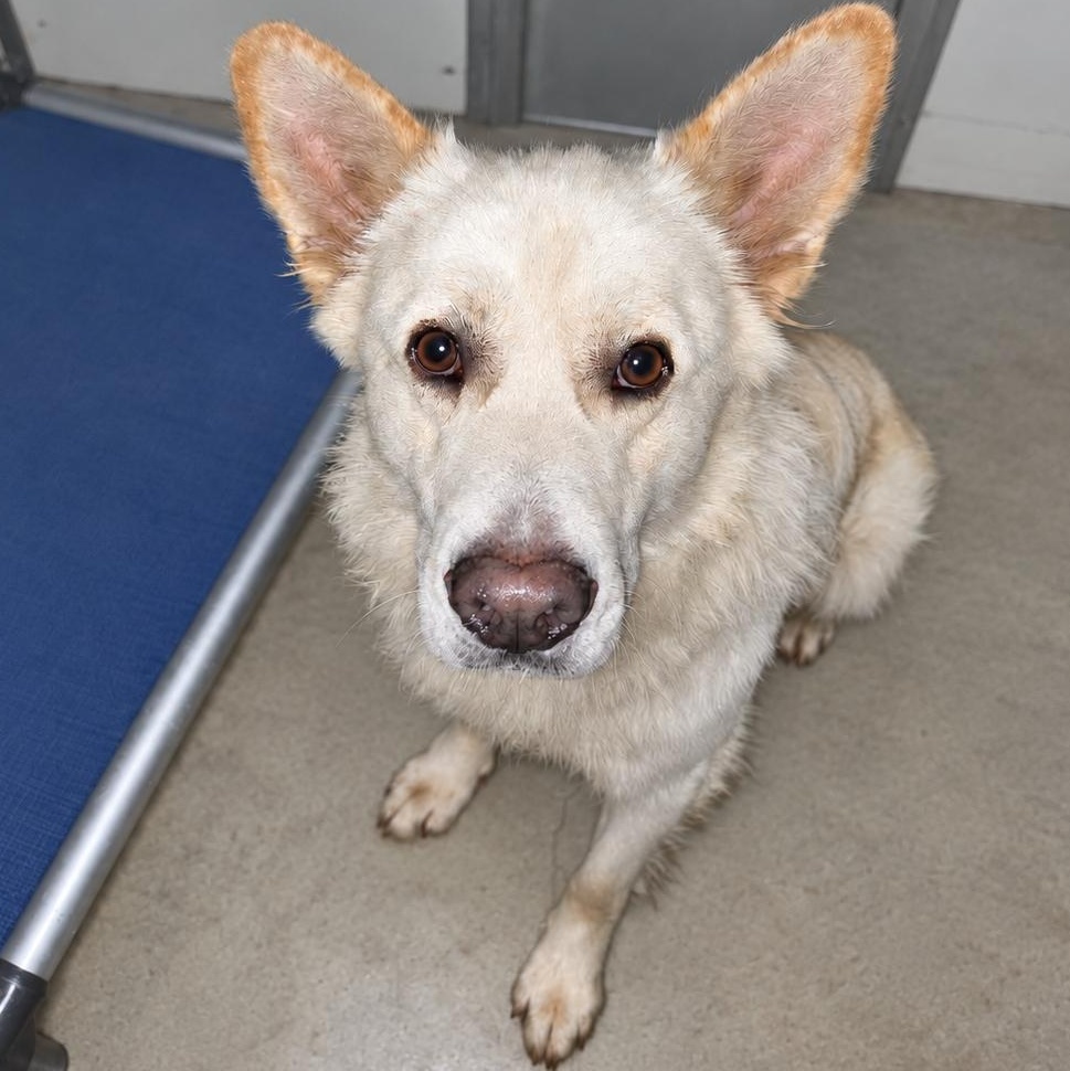 Apollo, Adoptable, Adult Male Husky & White German Shepherd.