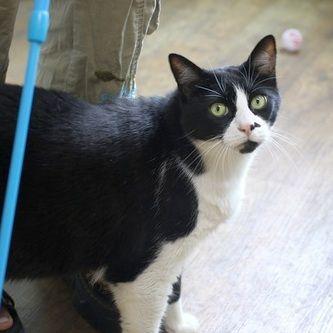 Chance, a Adoptable Domestic Short Hair in Portland, OR image 1/4