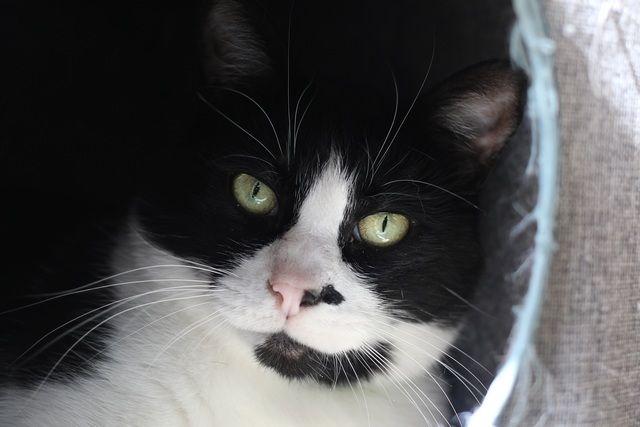 Chance, a Adoptable Domestic Short Hair in Portland, OR image 2/4