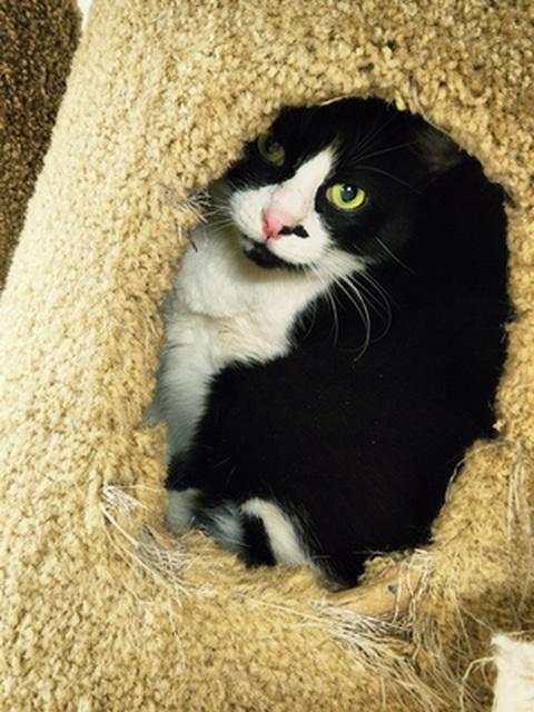 Enlarge Chance, a Adoptable Domestic Short Hair in Portland, OR image 3/4