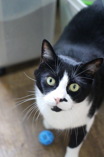 Enlarge Chance, a Adoptable Domestic Short Hair in Portland, OR image 4/4