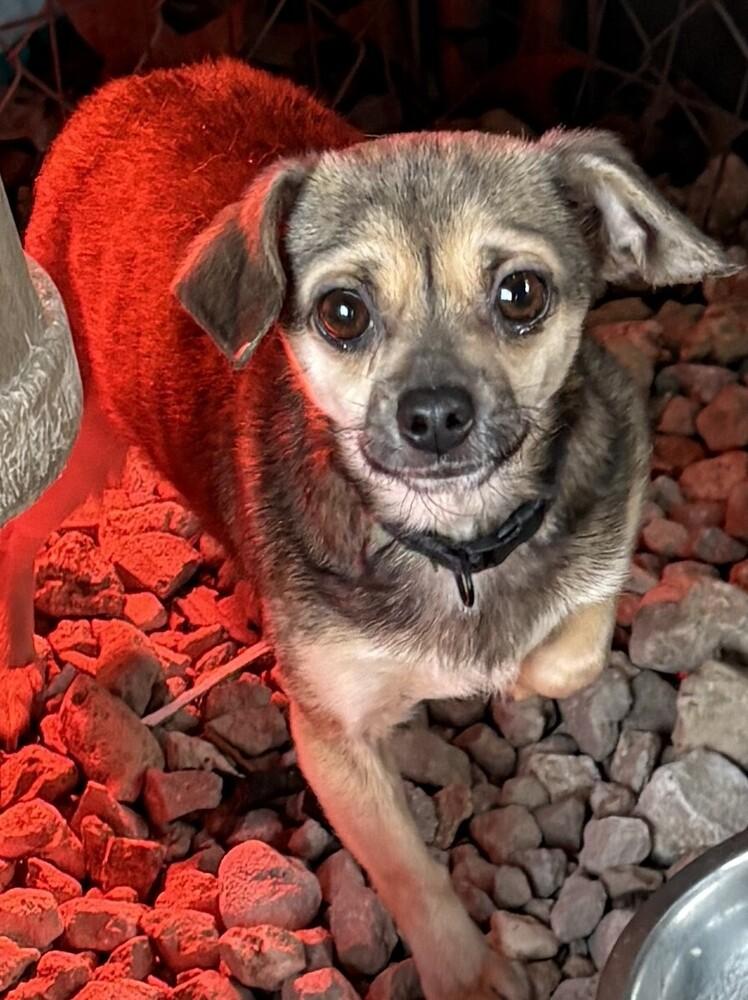Sassy, Adoptable, Young Female Chihuahua.