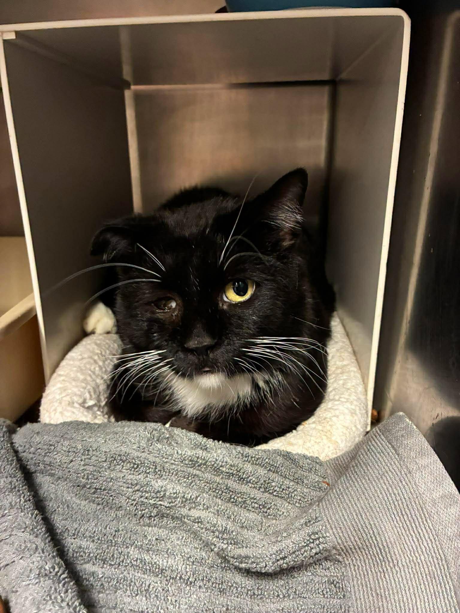 Crunchy (Or Crunchwrap), a ADOPTABLE Domestic Medium Hair in Lake Hopatcong, NJ image 4/4